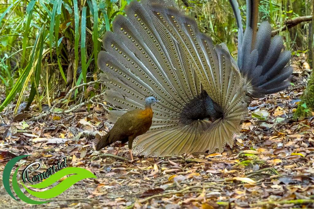 Langka! Kuau Raja Muncul di Taman Nasional Kayan Mentarang
